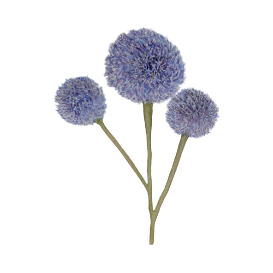 A fluffy purple flower